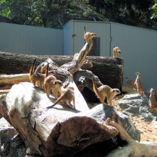 Erdmännchen - Zoo Hof in der ErlebnisRegion Fichtelgebirge