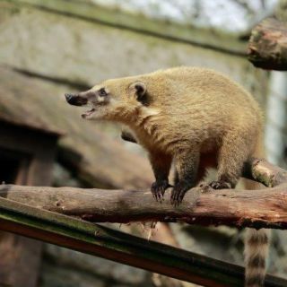 Nasenbär - Zoo Hof in der ErlebnisRegion Fichtelgebirge