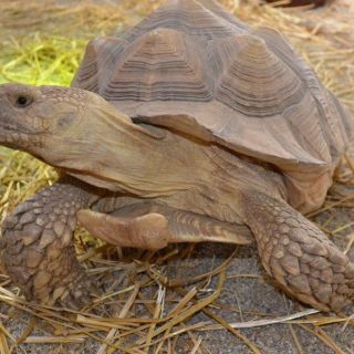 Sporenschildkröte - Zoo Hof in der ErlebnisRegion Fichtelgebirge